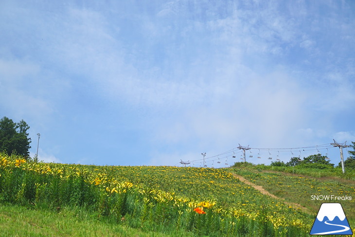 北海道最大級、213万輪のゆりの花！『オーンズ春香山ゆり園』